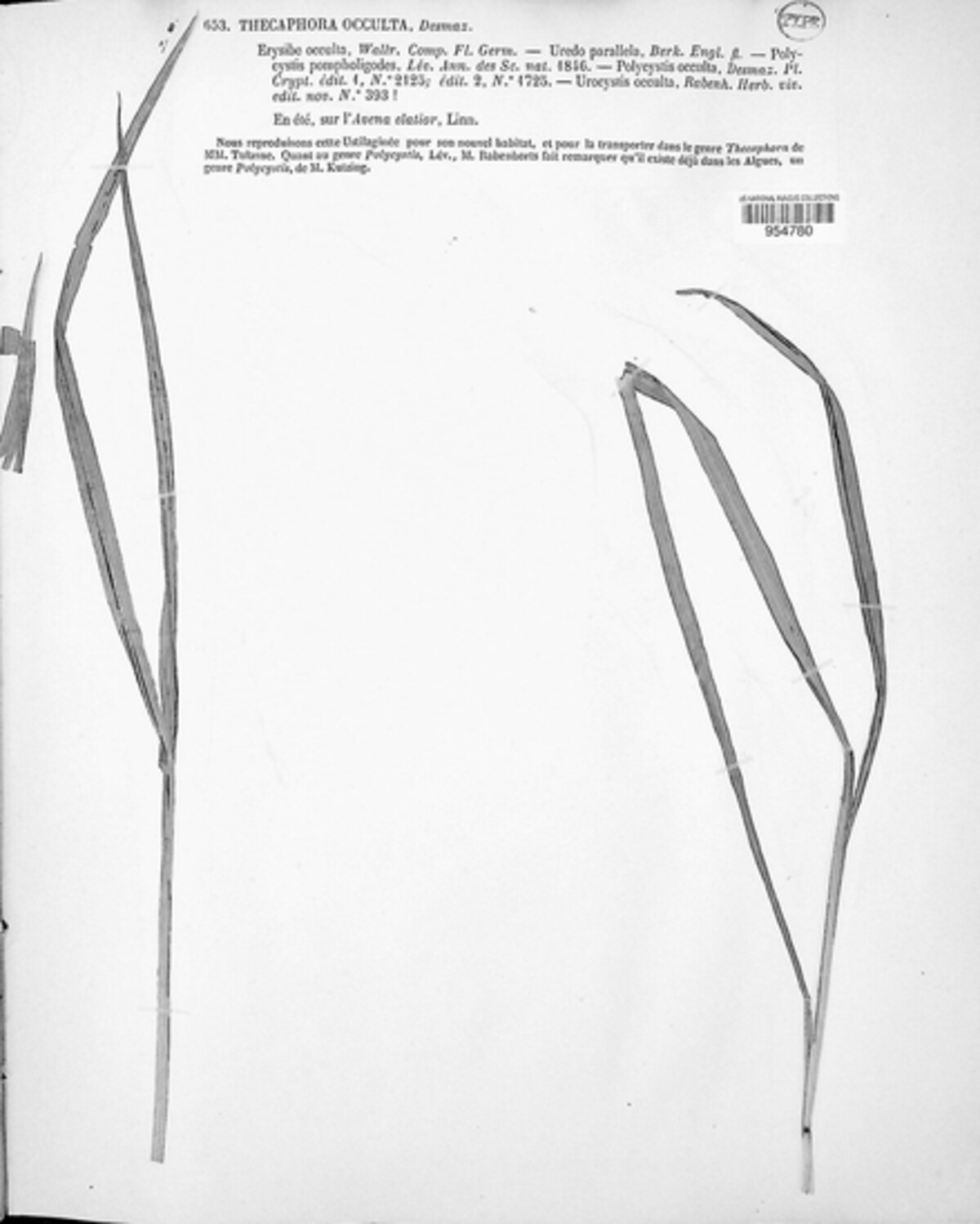 Thecaphora occulta image